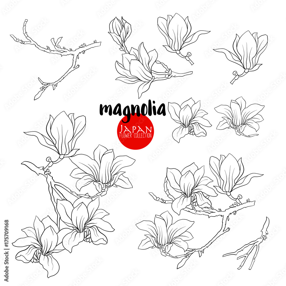 Fototapeta premium Branch of magnolia blossoms, Stock line vector illustration bota
