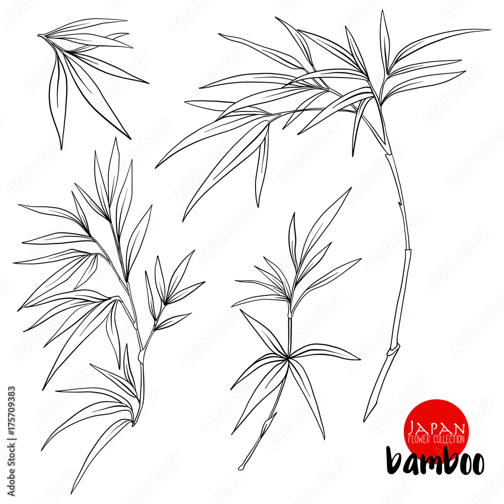 Obraz premium bamboo branch. Stock line vector illustration botanic flowers. O