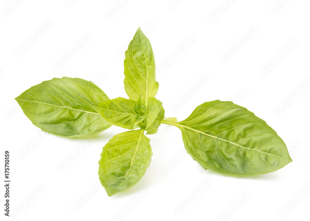 Fototapeta premium Close up of a perfect holy basil isolated on white background.
