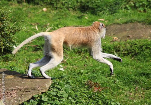 patas monkey (Erythrocebus patas)