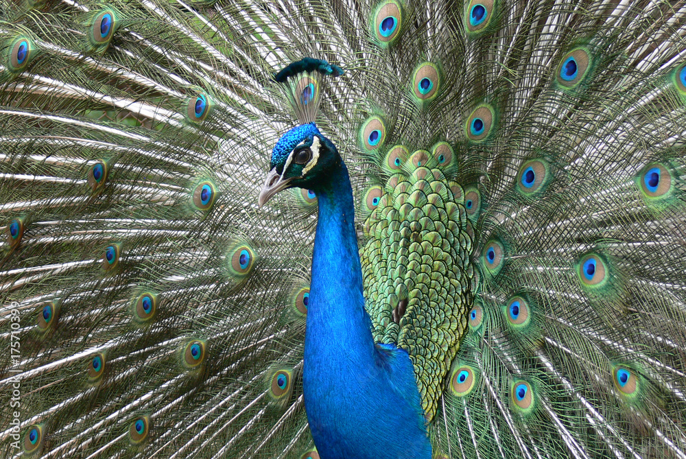 Naklejka premium Peacock head with feathers open