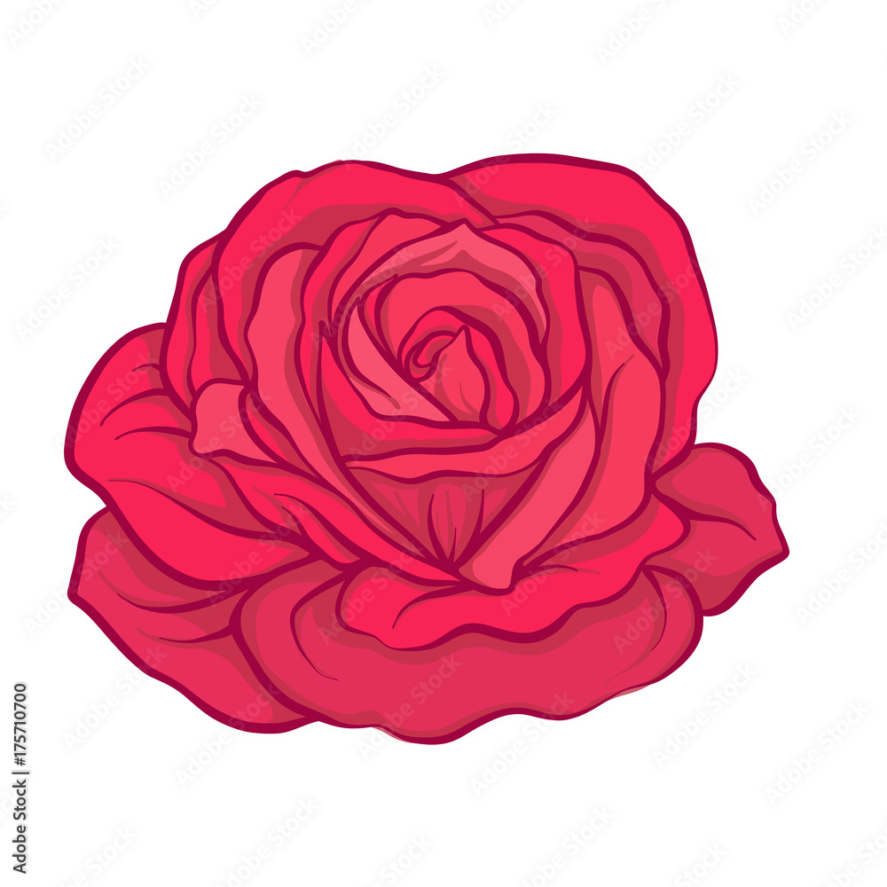 Red rose flower isolated hand drawn. Stock line vector illustrat Red rose flower isolated hand drawn. Stock line vector illustrat