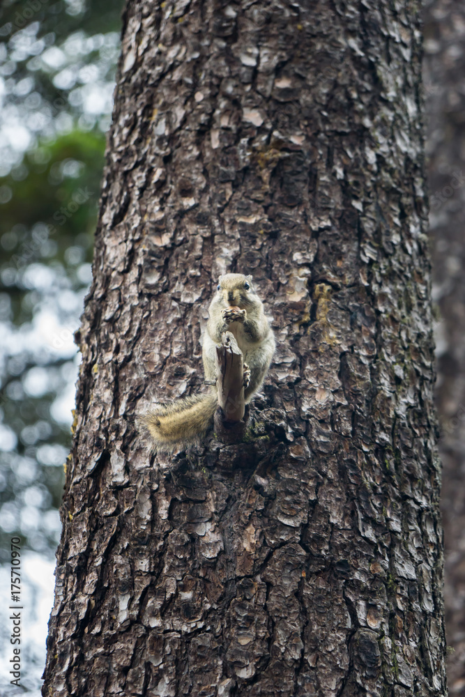 Obraz premium squirrel