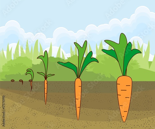 Carrot growth stages