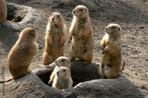 Prairie dog family watching around their hole