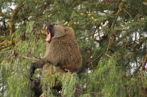 Pavian sitzt auf Baum und gähnt - Affe - Afrika - Kenia