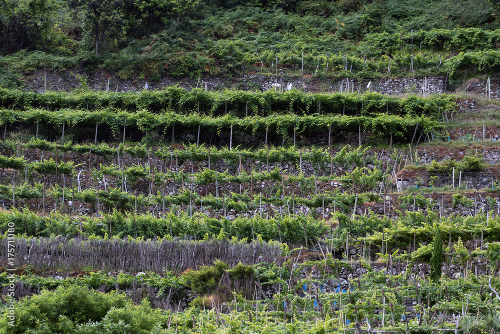 vineyard in madeira island vineyard in madeira island