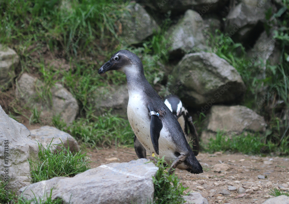 Fototapeta premium humboldt penguin