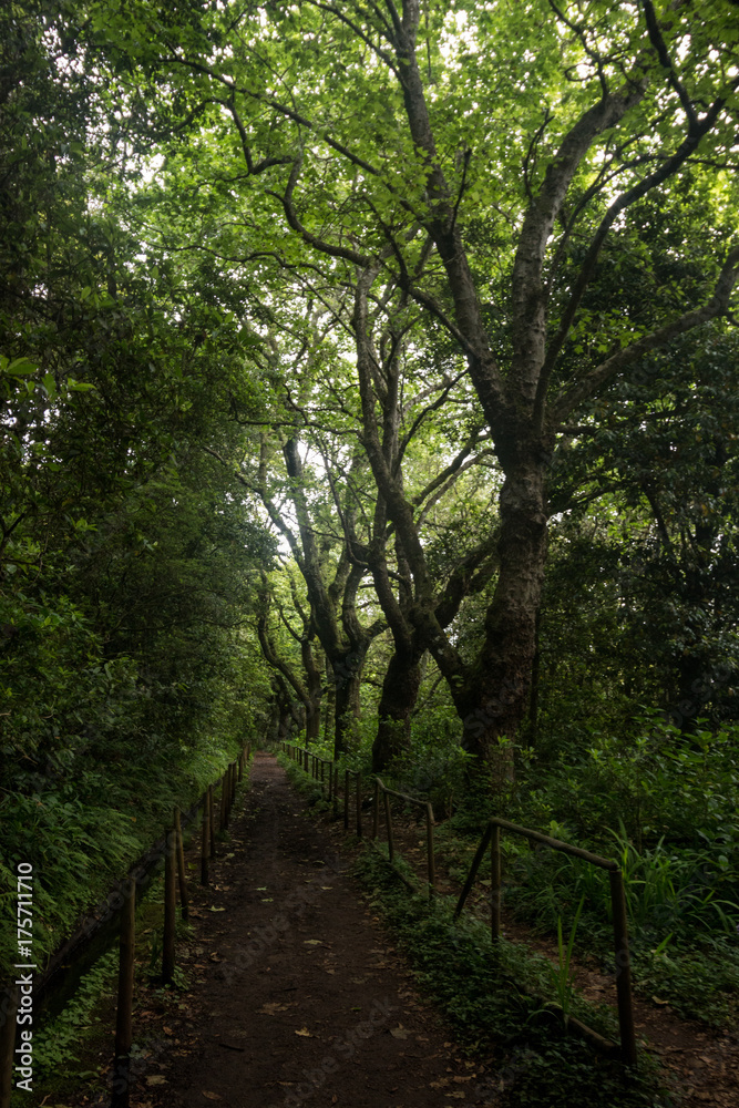 Levada of Caldeirao Verde Levada of Caldeirao Verde