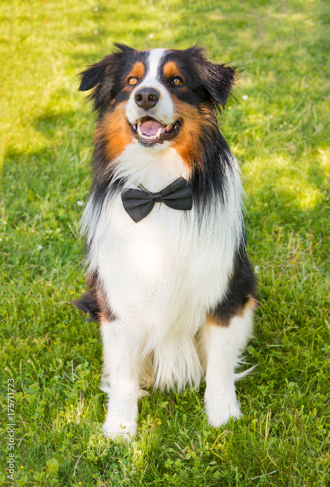 Australian shepherd dog with a bow tie