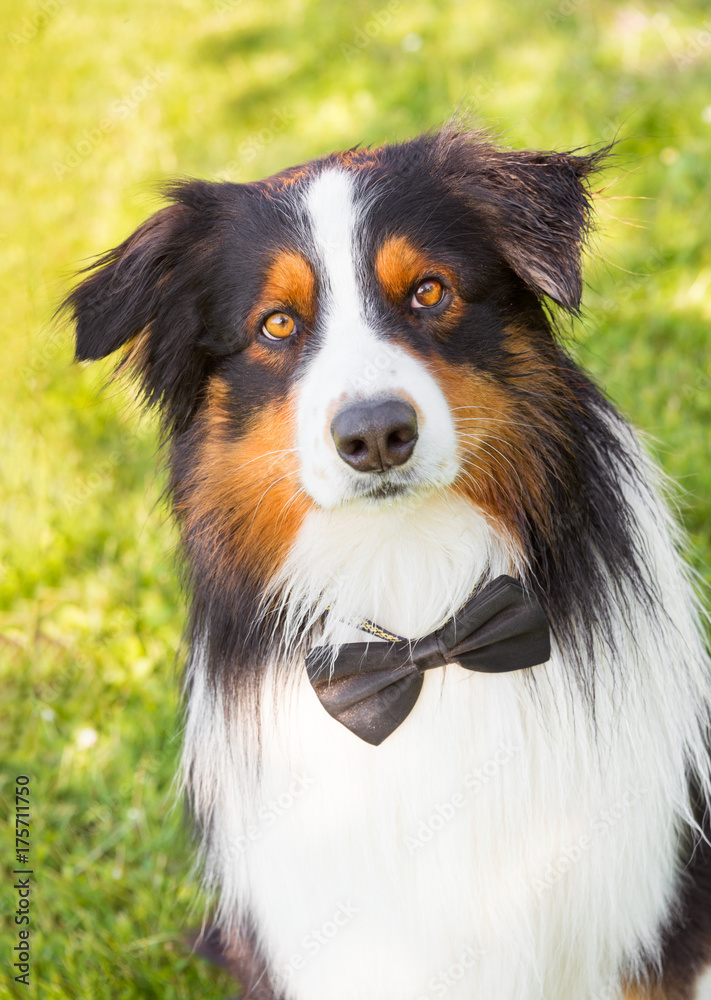 Australian shepherd dog with a bow tie