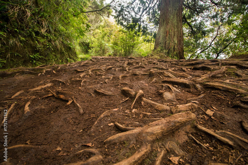 Fototapeta premium Levada of Caldeirao Verde