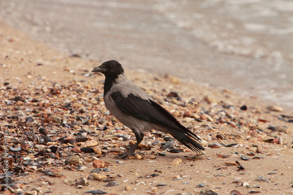 Hooded Crow (Corvus Cornix)