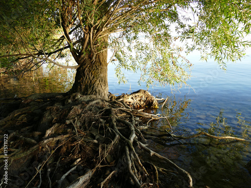 Old tree with roots above the ground by lake Balaton in Hungary