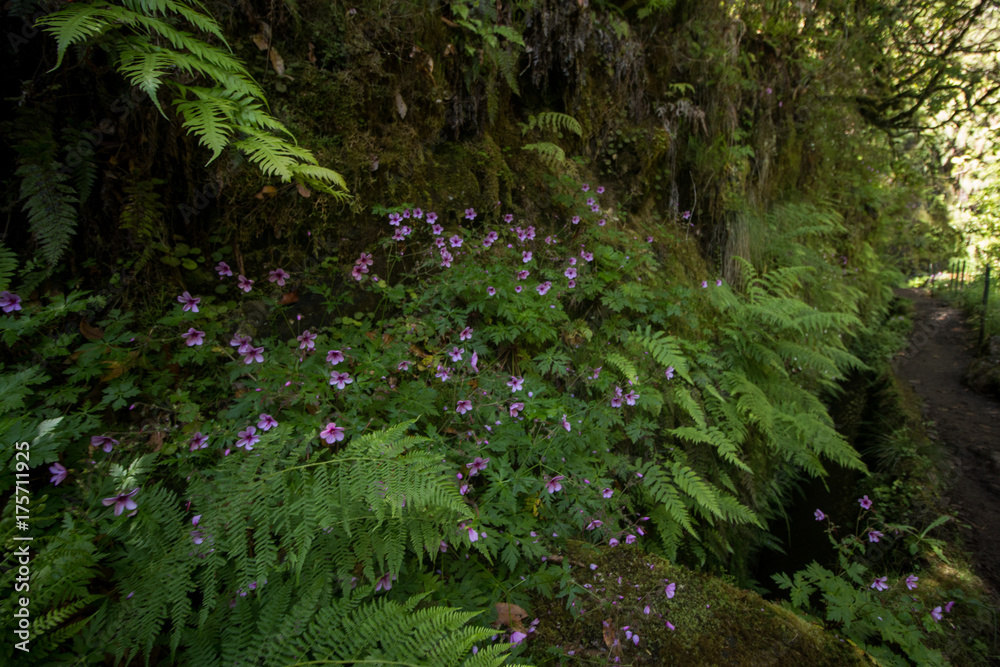 Levada of Caldeirao Verde