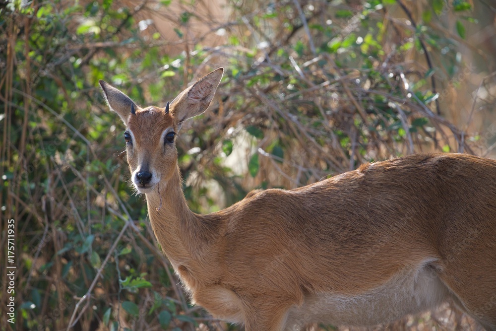 Oribi Oribi