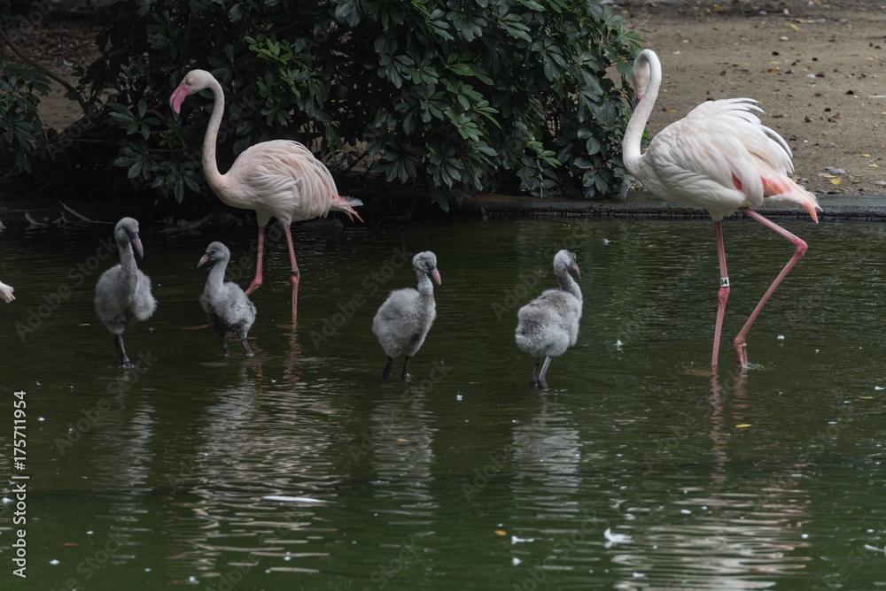 Flamingos in kowloon park, Hong kong