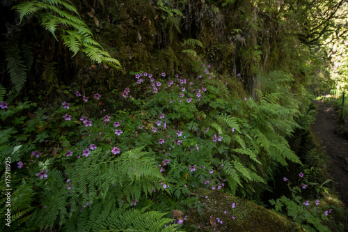 Levada of Caldeirao Verde