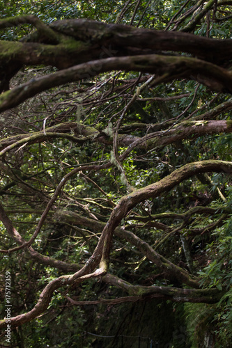 Levada of Caldeirao Verde