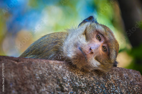 Smart monkey, Thailand.