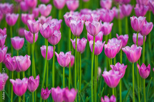 Fototapeta Naklejka Na Ścianę i Meble -  Pink tulips in the garden.