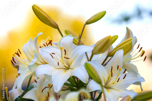 White yellow lilies at sunset in the garden