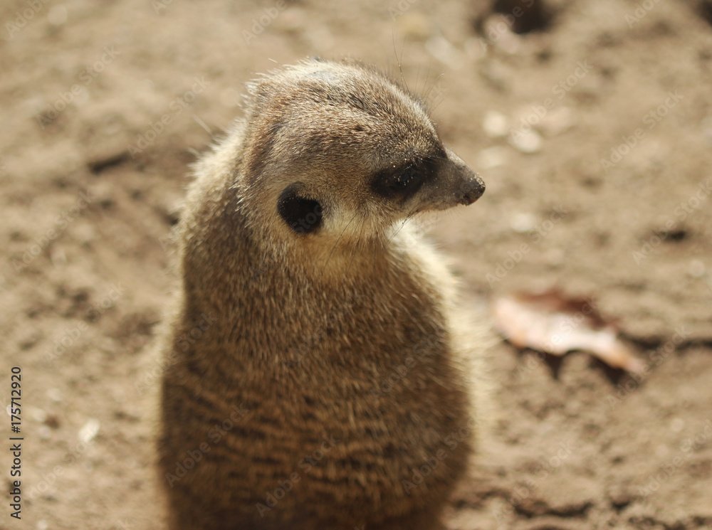 Fototapeta premium meerkat (Suricata suricatta)