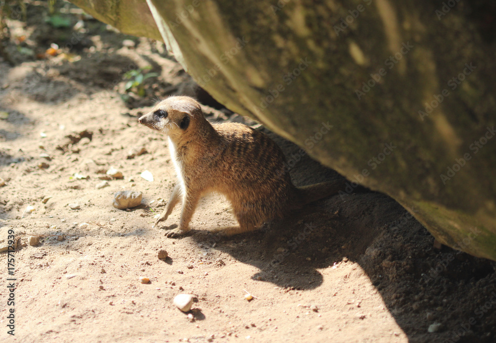 Fototapeta premium meerkat (Suricata suricatta)