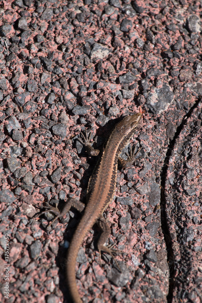 Fototapeta premium Madeiran wall lizard (Lacerta dugesii)