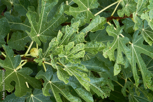 Fig tree wet photo