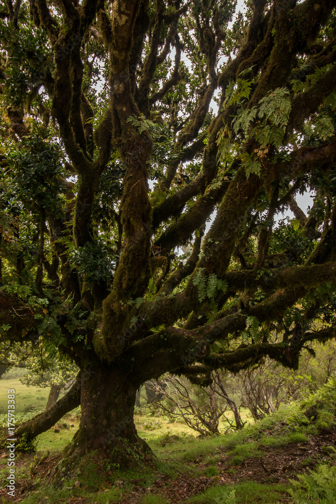 Fanal old Laurel trees