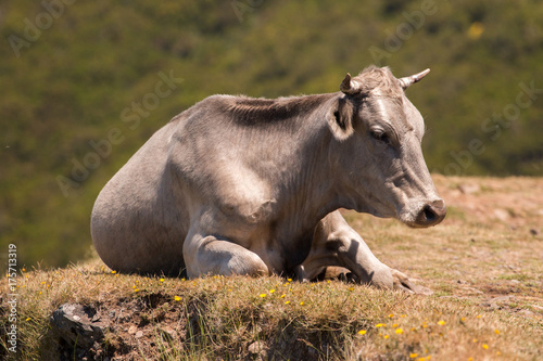 Cow on top of the mountain