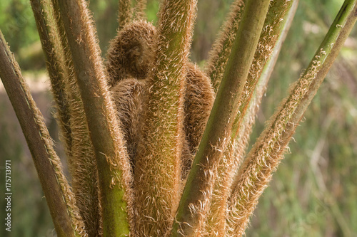 Cibotium barometz macro detail photo