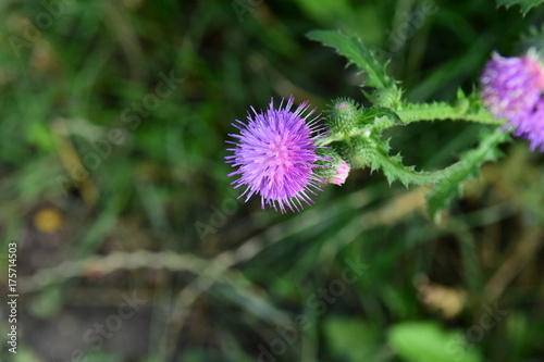 Distel