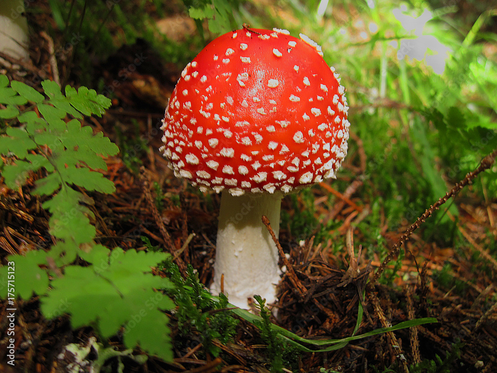 Toadstood agaric mushroom close up. One mushroom in grass in forest Toadstood agaric mushroom close up. One mushroom in grass in forest
