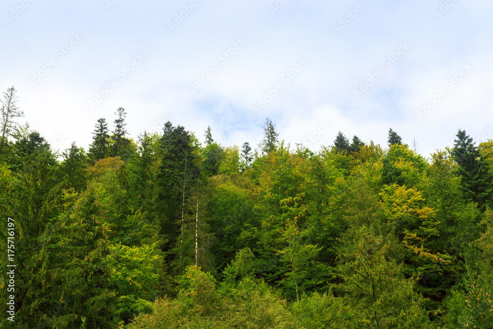 spruce forest on a hill under a blue sky spruce forest on a hill under a blue sky