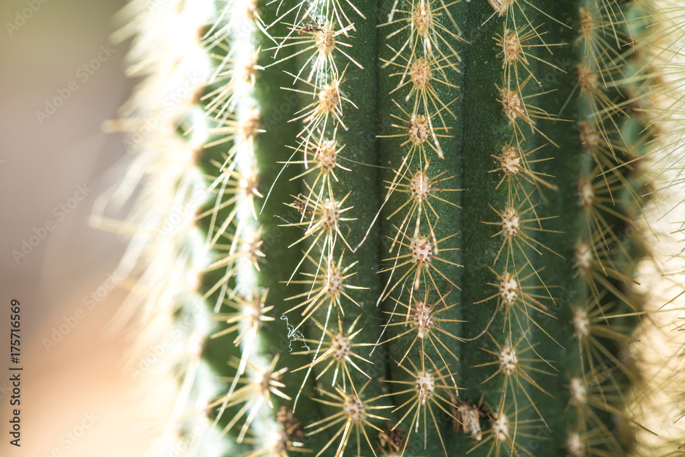 Cactus close-up. Home indoor plants with thorns. A succulent Cactus close-up. Home indoor plants with thorns. A succulent