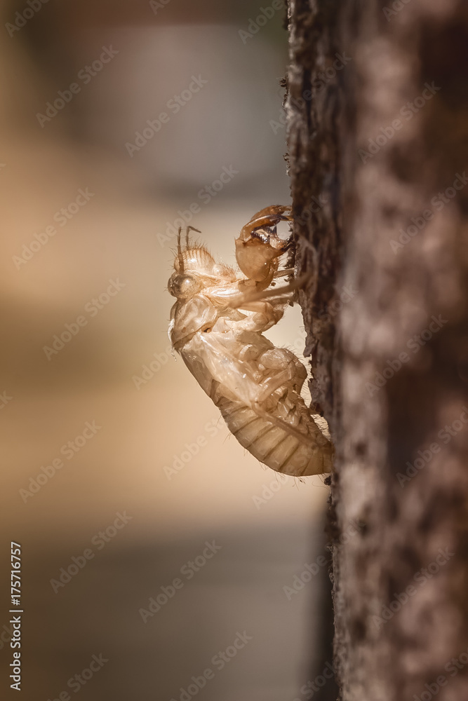 Larvenhaut einer Singzikade Zikade am Baum Cicadidae in Bologna Italien Larvenhaut einer Singzikade Zikade am Baum Cicadidae in Bologna Italien