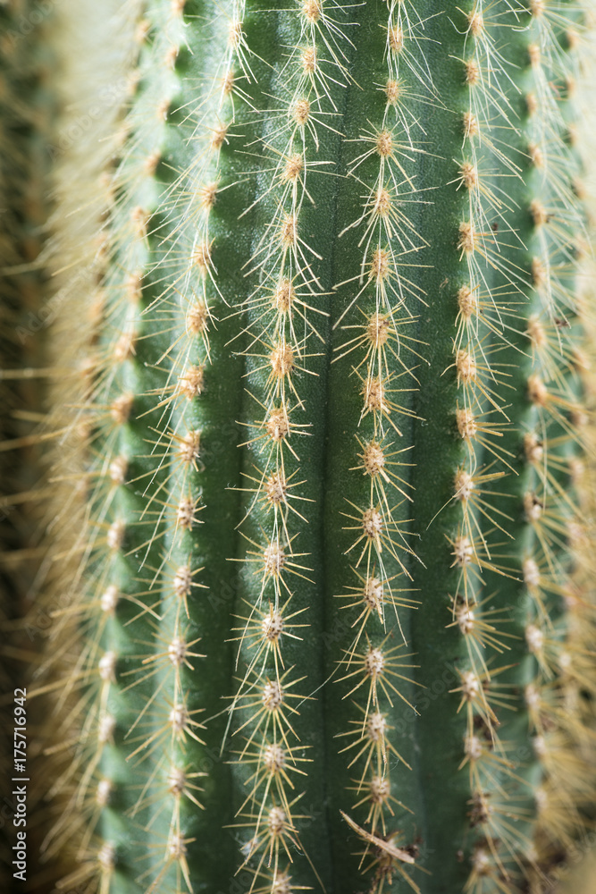 Cactus close-up. Home indoor plants with thorns. A succulent Cactus close-up. Home indoor plants with thorns. A succulent