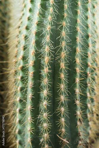 Cactus close-up. Home indoor plants with thorns. A succulent