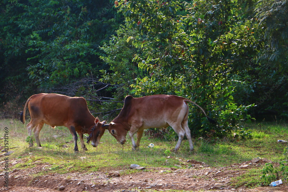 Naklejka premium cows