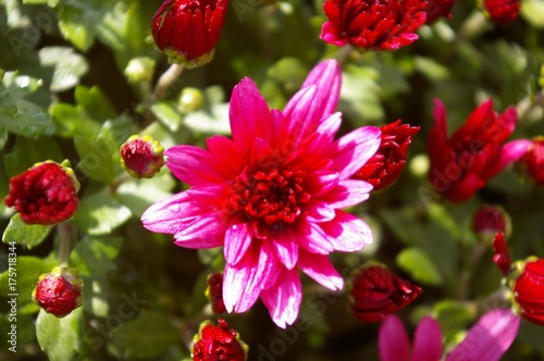 pink chrysanthemum in early dew in the sun