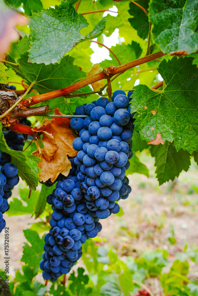 Ripe red wine grape ready to harvest