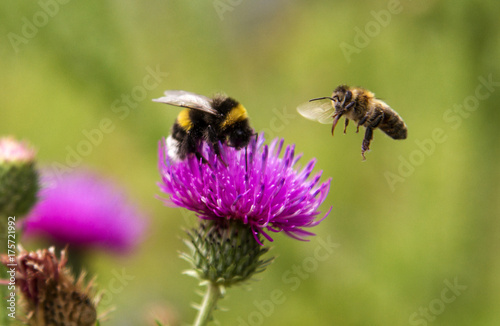 Bumblebee and bee in flight near the flower © ihorhvozdetskiy