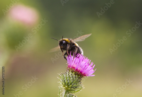 Bumblebee in flight at the flower