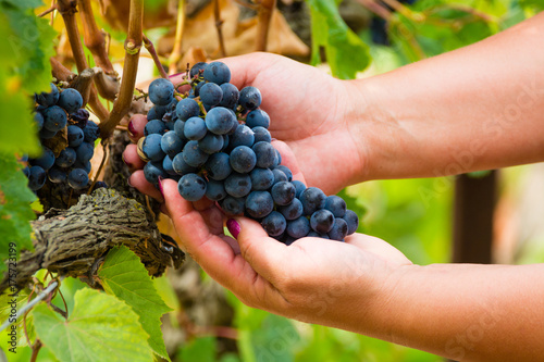 Woman with ripe red wine grape ready to harvest and making new wine photo