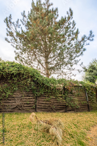 Nachbarschaftsstreit wegen Dreck durch den Baum des Nachbarn