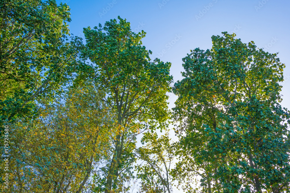 Sunlit trees below a blue sky in autumn Sunlit trees below a blue sky in autumn