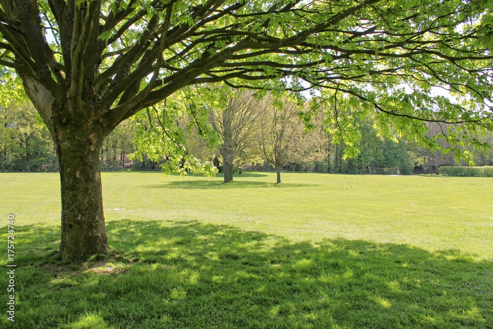 Baum im Park