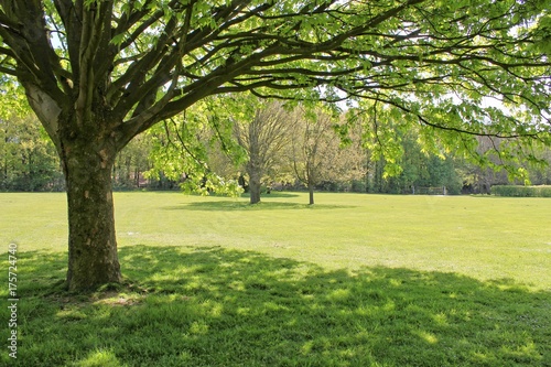 Baum im Park